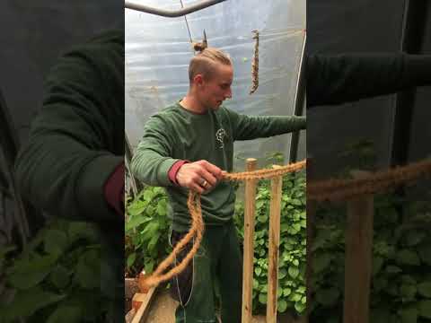 Baumbindung vom Azubi #creusengarten