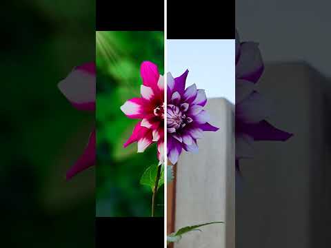 15 February 2022 nature photography editing PicsArt lightroom Snapseed latest status