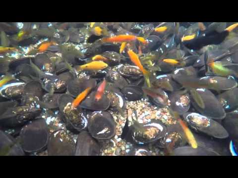 Update Your Pond In Autumn Update Your Pond In Autumn