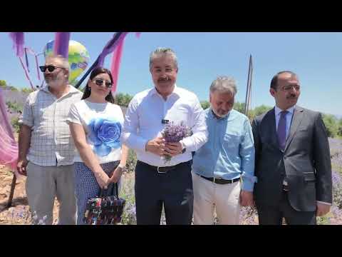 Osmaniye'de Lavanta Festivali düzenlendi