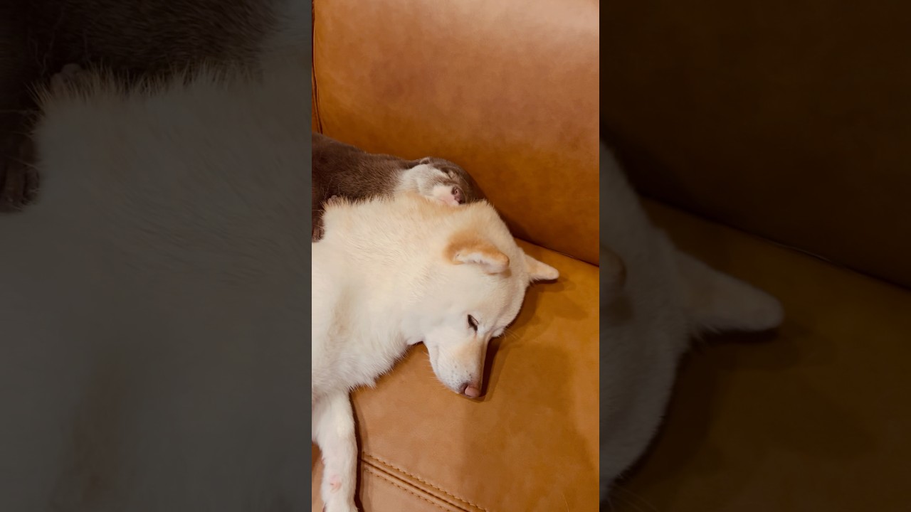 ふわふわのお豆腐にハグするカワウソ🩷