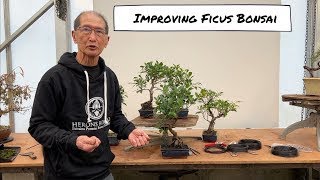 Download lagu Improving an Ficus Bonsai mp3 Download lagu Improving an Ficus Bonsai mp3