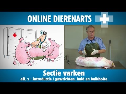 , title : 'Online Dierenarts: Sectie op varken afl. 1'