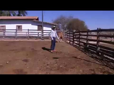 Serjão Berranteiro ativa o instinto superior