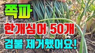 쪽파 이파리 정리했어요!