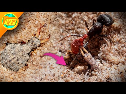 How the ANTLION Attacks Venomous Ants (without dying)