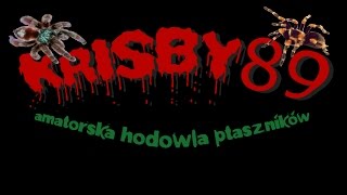 preview picture of video 'Hodowla ptaszników - Krisby89'