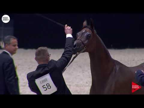 N.58 ALSA - Paris 2018 - Senior Mares (Class CM 3A)