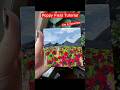 Poppy Field| Easy Acrylic Painting Tutorial! #art #painting #shortsart