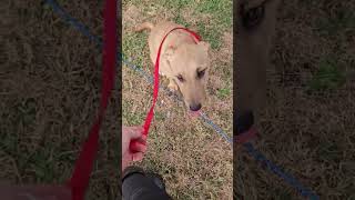 Video preview image #1 Australian Shepherd-Unknown Mix Puppy For Sale in Wakefield, RI, USA