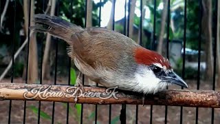 Download lagu 100% Ampuh Untuk Pancingan Burung Kaso Kaso mp3 Download lagu 100% Ampuh Untuk Pancingan Burung Kaso Kaso mp3