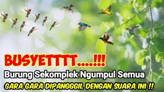 Download lagu SUARA PIKAT BURUNG KECIL PALING MEMPESONA mp3