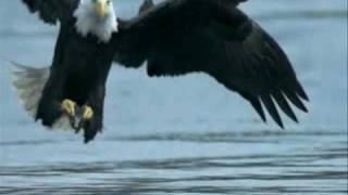 The Eagle and the Hawk - John Denver