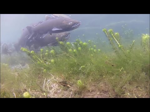 DFO proposing closing off Chinook Salmon fishing in some areas