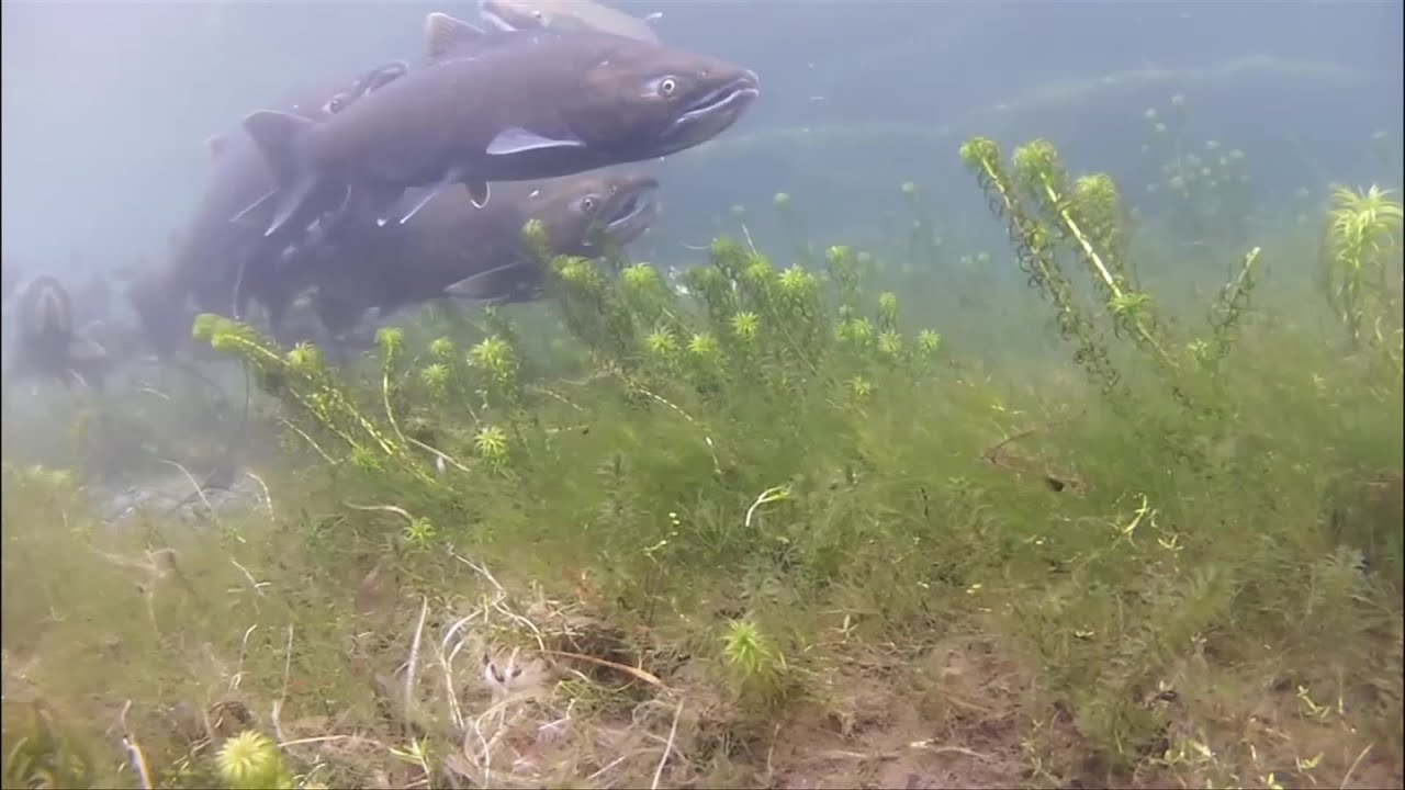 DFO proposing closing off Chinook Salmon fishing in some areas