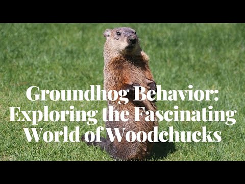 Groundhog Behavior Exploring the Fascinating World of Woodchucks