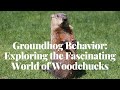Groundhog Behavior Exploring the Fascinating World of Woodchucks