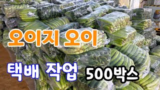 오이지 오이 택배 작업!  바쁘다 바뻐