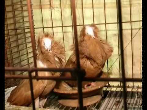 মেহেরপুরে কবুতর পালন করে অনেকেই স্বাবলম্বী