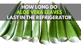 How Long Do Aloe vera Leaves Last in the Refrigerator