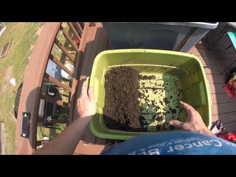 How To Light Harvest Red Wigglers