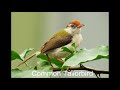 Common Tailor Bird Call Tailor Bird Sounds Sri Lankan Birds Birds Of Sri Lanka Asian Birds