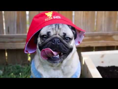 How To Grow Pizza - Doug The Pug