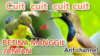 Download lagu Suara cuwit cuwit sogok ontong betina manggil jant... mp3