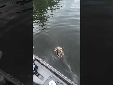 native Watercraft Titan release