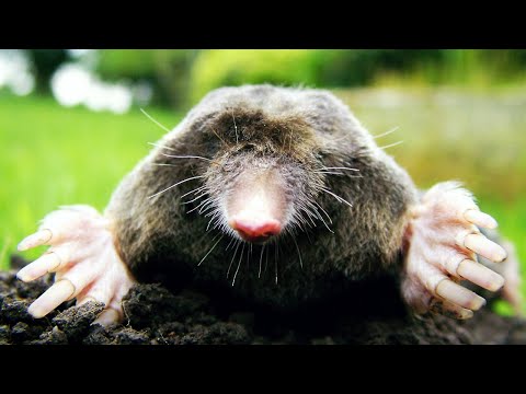 The Ground Rat, the King of Underground Animals