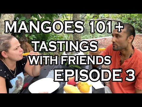Mangoes 101 + Mango Tastings with Friends, EPISODE 3: Lemon Meringue, Valencia Pride, Pickering, NDM