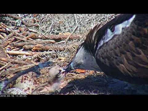 1-day-old Osprey Chick Gets Fed In Savannah – April 16, 2018