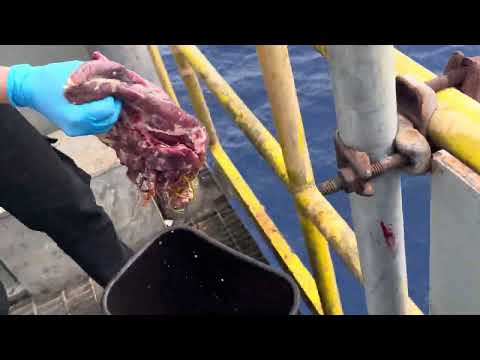 Feeding sharks offshore