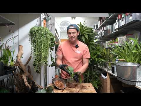 DEHYDRATED Orchid Rehab!