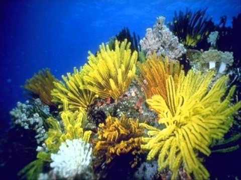 Manuel Juvera - Acuarius(Vodka Remix)