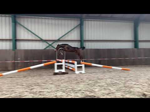 Red Bull RV (Grandorado TN x Arezzo VDL)