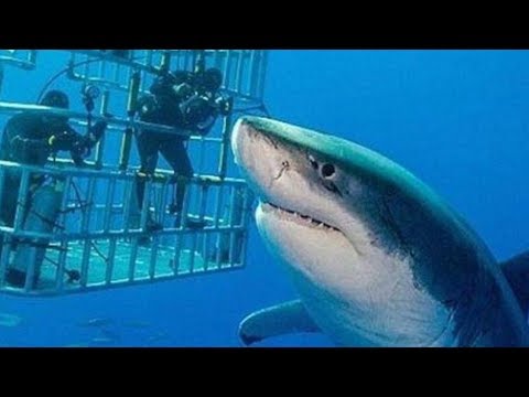 Самая большая белая акула, которая попала на камеру