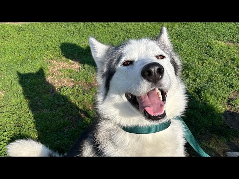 BILL , an adopted Husky in Delano, CA_image-1