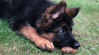 Смешные Приколы с Животными до слез, смешные собаки и смешные коты Калейдоскоп 17 10 2018