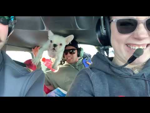 Dog Experiences Zero Gravity Flight