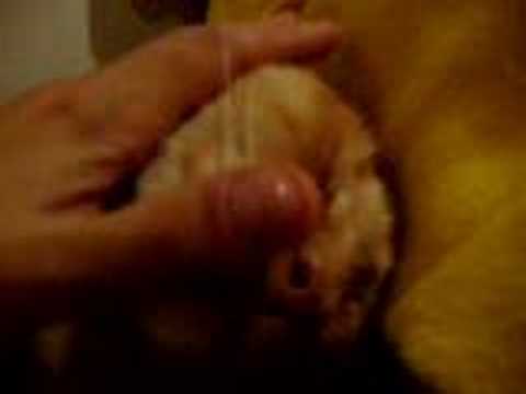 enda the cat, in yet another kitty coma