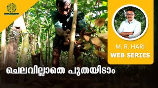 ചെലവില്ലാതെ പുതയിടാം