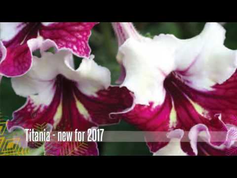 Dibleys catalogue 2017