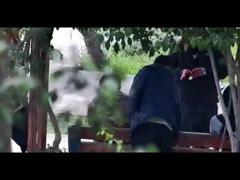 Detienen a dos sujetos que vendían droga ocultos en un parque de Los Olivos