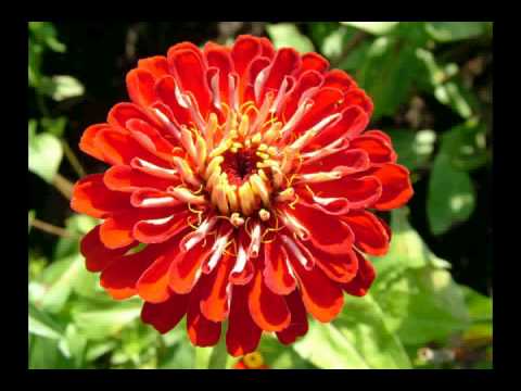 Liljana Prnarkova - Ljubovta e vecna