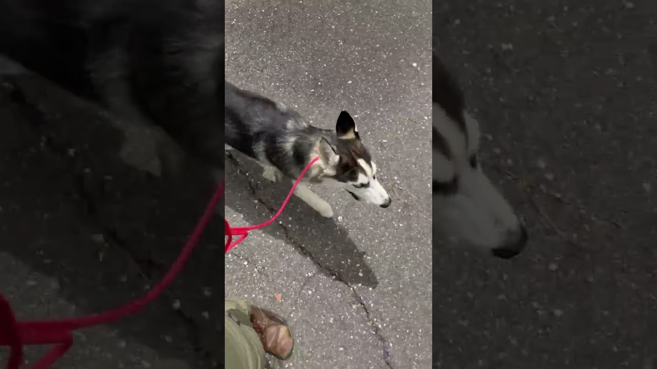 Enlarge Sonny- Smart Pup, a ADOPTABLE Siberian Husky in Grass Valley, CA video 5/5