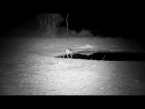 Djuma: Duiker female drinking at the pan - 19:55 - 08/27/21