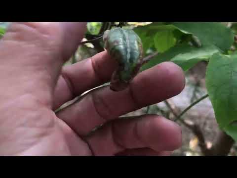 Trồng mai vàng trên chậu cả nhà chỉ cần làm 2 việc này bảo đảm cây luôn đẹp chi tiết hơn trông video