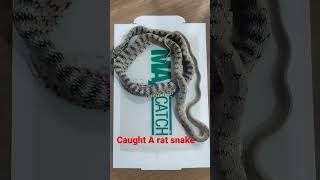 Download lagu #snake #snakes #pestcontrol #entomologist mp3 Download lagu #snake #snakes #pestcontrol #entomologist mp3