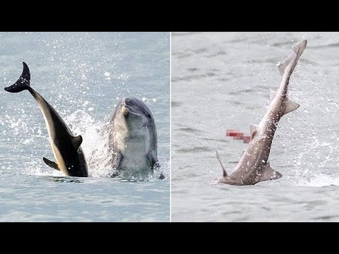 Killer Dolphin on the Loose: Jack the Flipper's Wild Streak in British Waters!